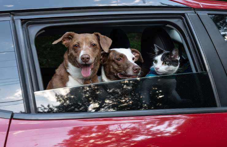 Cani e gatto in auto