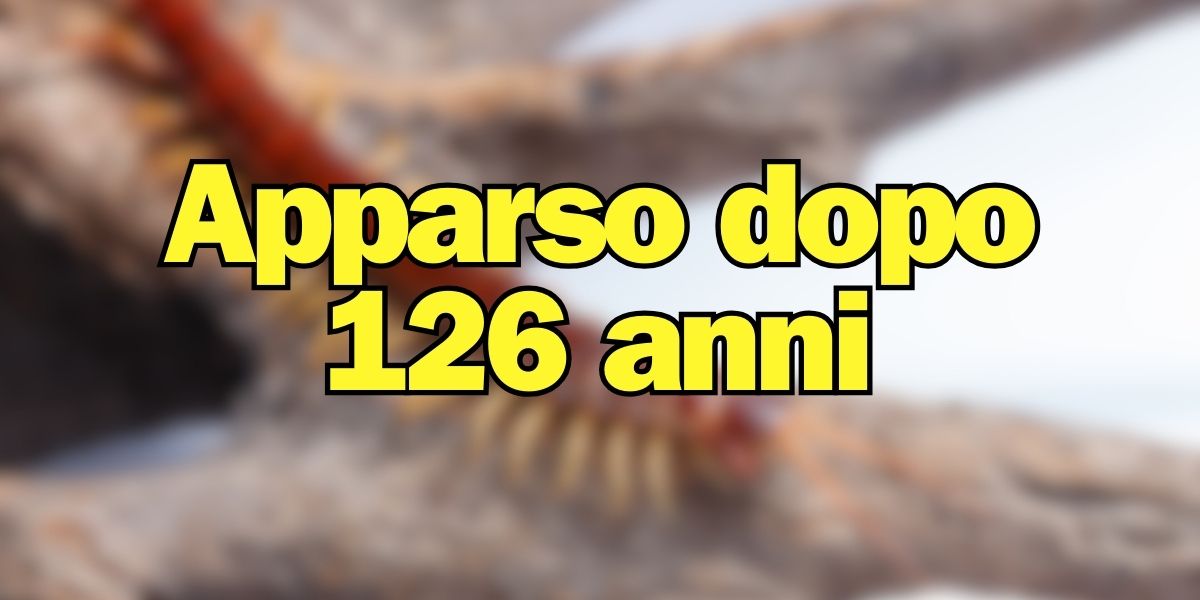 Era creduto disperso, riappare l'animale dopo 126 anni...