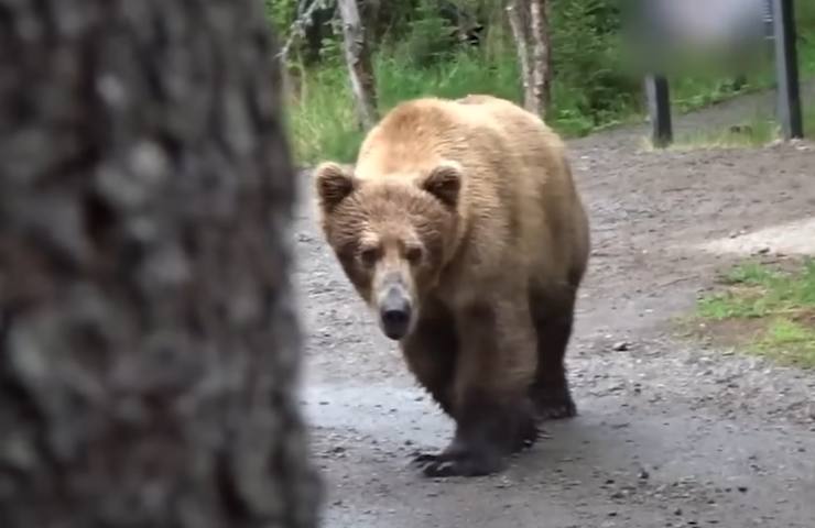 Orso nel bosco