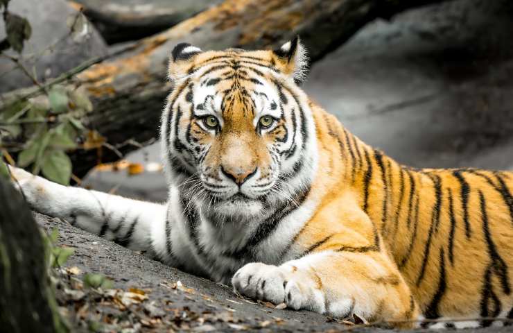 Tigre