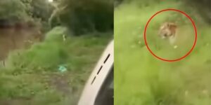 Vedono una tigre in lontananza come va a finire... VIDEO