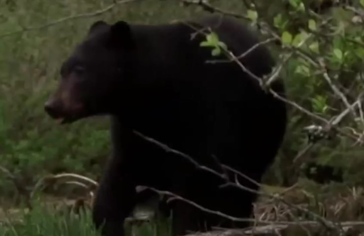 orso bosco