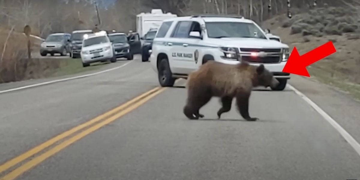 traffico orso