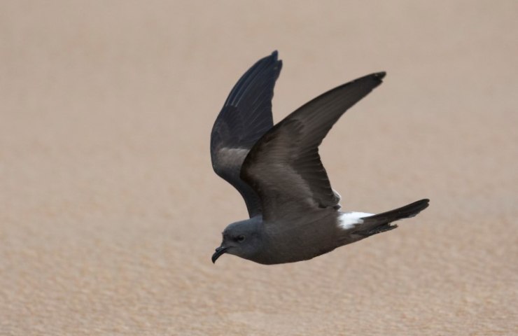 volo uccello